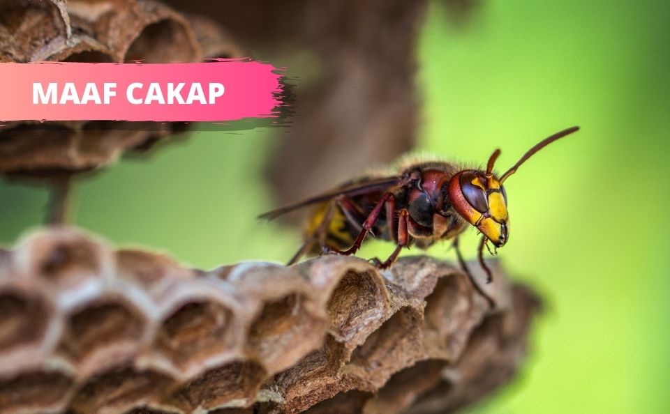 Sarang Tebuan Sudah Dijolok